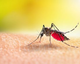 Blumenau confirma nova morte por dengue e chega a 17 óbitos pela doença