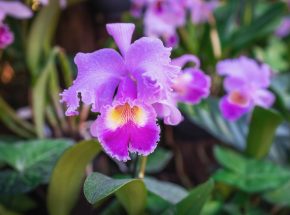 5 tipos de orquídeas para se ter em casa